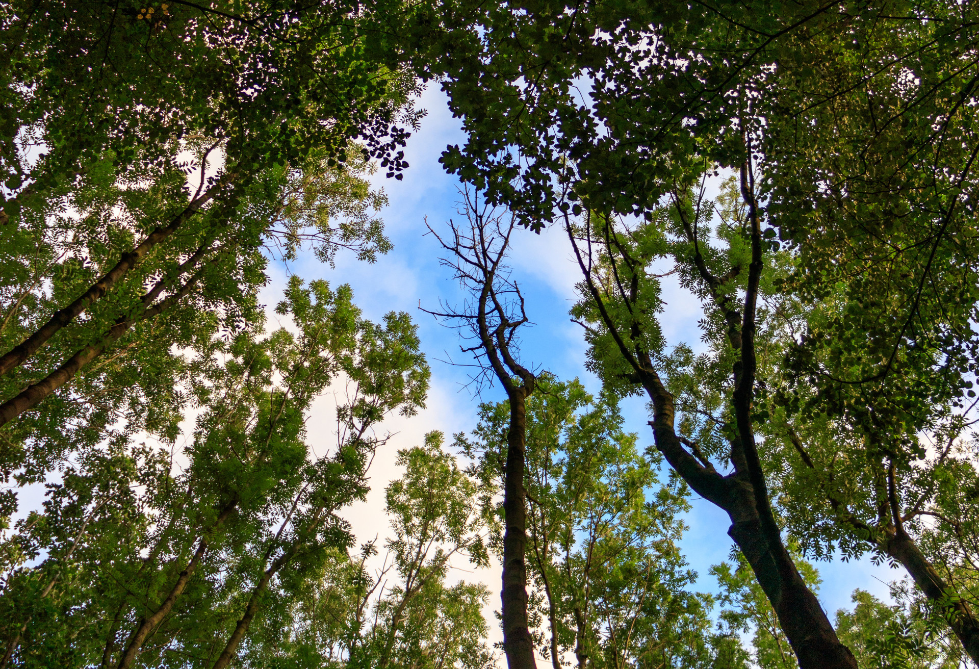 Czy tajemnica lasu w Witkowicach zostanie kiedyś wyjaśniona?