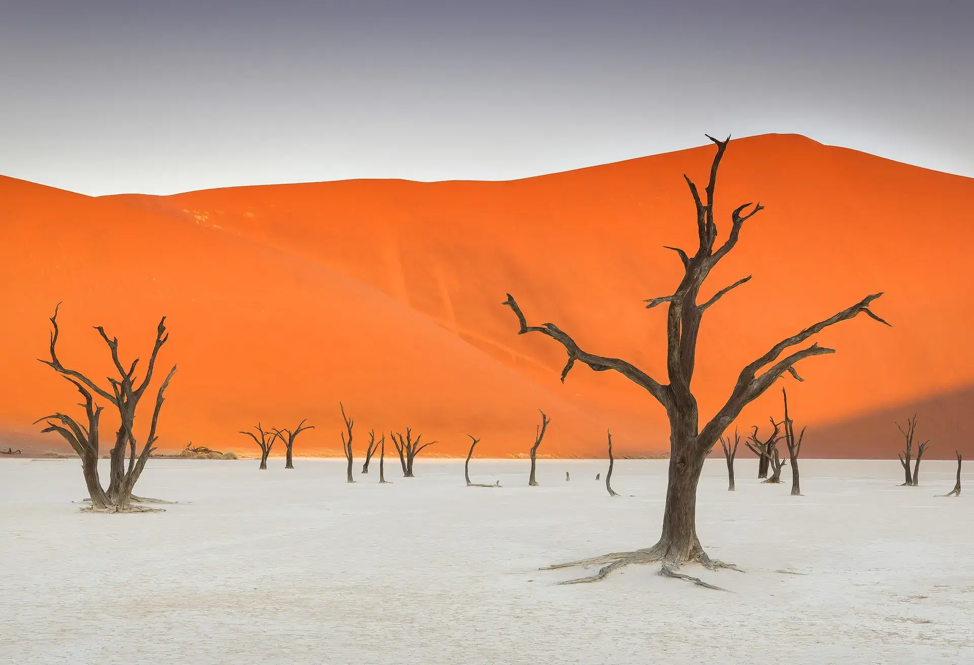 Wyschnięte szkielety drzew w Deadvlei